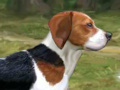 Beagle Köpek Eğitimi